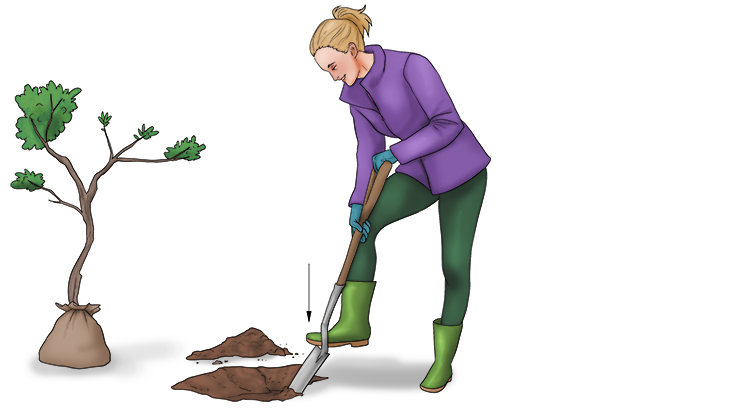 Before I plant a (plantar) tree, I have to dig a hole. Using the downward movement of my foot, I push the spade down.  